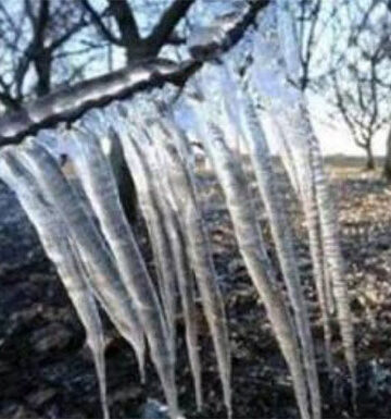 Κερασοπαραγωγοί Πέλλας-Ημαθίας: Επιστολή στον πρωθυπουργό για αποζημιώσεις στα κεράσια