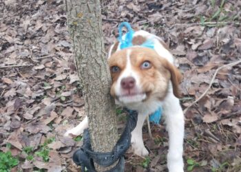 Κτηνωδία στην Καρδίτσα: Κακοποίησαν σεξουαλικά κουτάβι και το παράτησαν δεμένο σε δέντρο