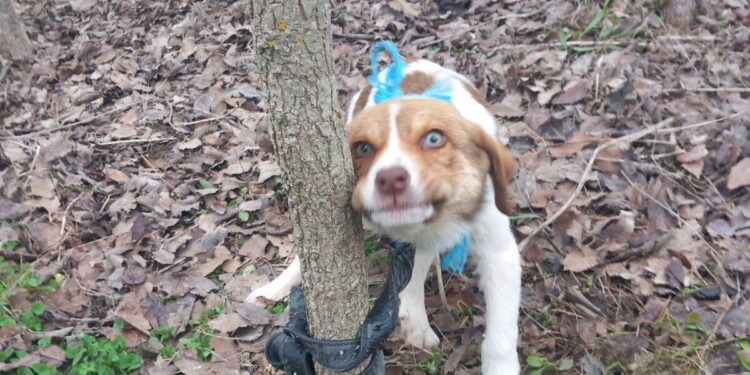 Κτηνωδία στην Καρδίτσα: Κακοποίησαν σεξουαλικά κουτάβι και το παράτησαν δεμένο σε δέντρο