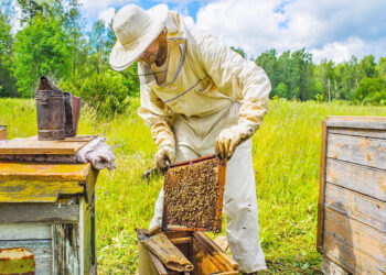 Μέλι: Θετικά μηνύματα από τις πρώιμες ανθοφορίες