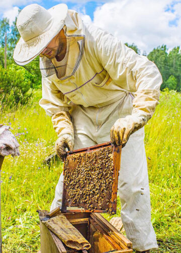 Μέλι: Θετικά μηνύματα από τις πρώιμες ανθοφορίες