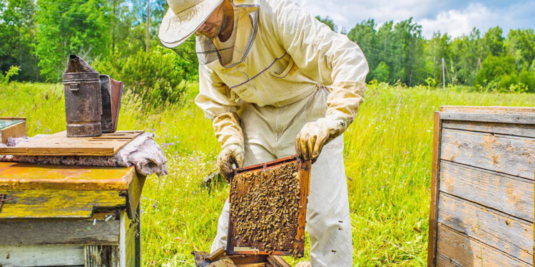 Μέλι: Θετικά μηνύματα από τις πρώιμες ανθοφορίες