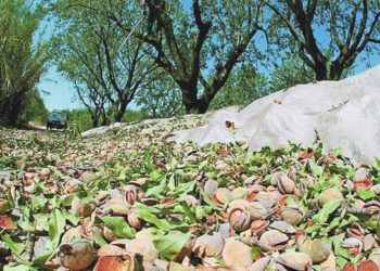 Περιμένουν στήριξη στις δενδρώδεις και αλλαγή στον κανονισμό του ΕΛΓΑ οι αγρότες της ΑΜΘ