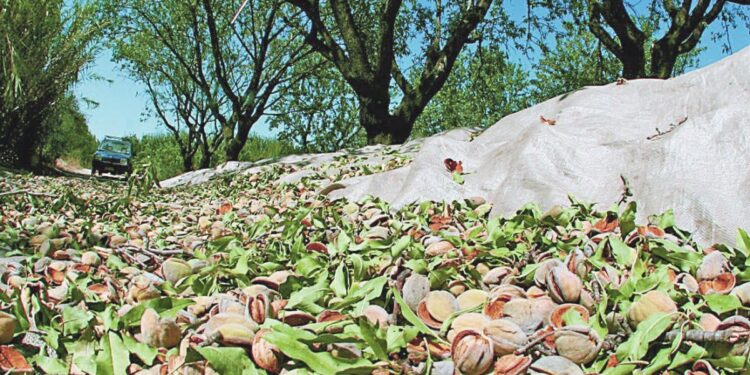 Περιμένουν στήριξη στις δενδρώδεις και αλλαγή στον κανονισμό του ΕΛΓΑ οι αγρότες της ΑΜΘ