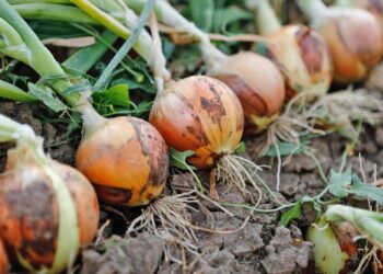 Κρεμμύδι: Αυξημένες εκτάσεις, χαμηλές τιμές και  έντονος προβληματισμός για τη νέα χρονιά