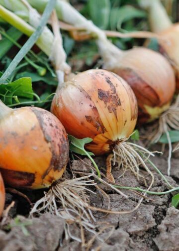 Κρεμμύδι: Αυξημένες εκτάσεις, χαμηλές τιμές και  έντονος προβληματισμός για τη νέα χρονιά