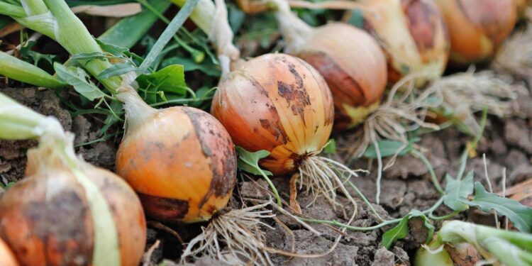 Κρεμμύδι: Αυξημένες εκτάσεις, χαμηλές τιμές και  έντονος προβληματισμός για τη νέα χρονιά