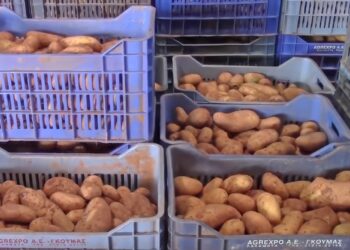 Αναπάντητα ερωτήματα για την τεράστια μείωση της εαρινής πατάτας στη Μεσσηνία