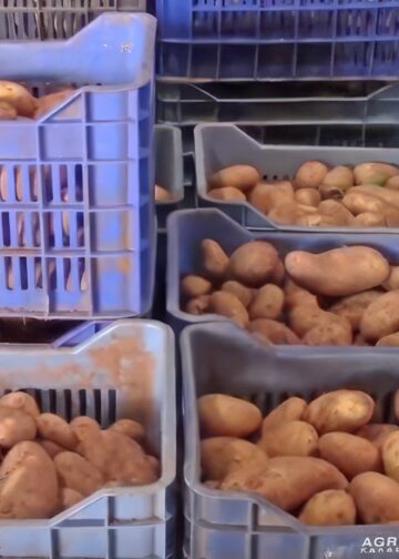 Αναπάντητα ερωτήματα για την τεράστια μείωση της εαρινής πατάτας στη Μεσσηνία