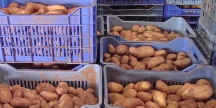 Αναπάντητα ερωτήματα για την τεράστια μείωση της εαρινής πατάτας στη Μεσσηνία