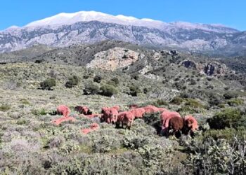 Κρήτη: Κόκκινα αρνιά ως μέρος της παράδοσης αλλά και ως αντικλεπτική πρακτική