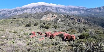 Κρήτη: Κόκκινα αρνιά ως μέρος της παράδοσης αλλά και ως αντικλεπτική πρακτική