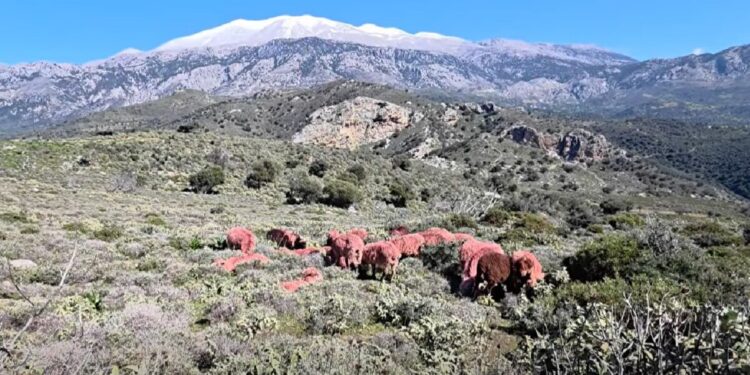 Κρήτη: Κόκκινα αρνιά ως μέρος της παράδοσης αλλά και ως αντικλεπτική πρακτική