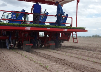 Βιομηχανική ντομάτα: Περισσότεροι «κόφτες» και χαμηλότερες τιμές