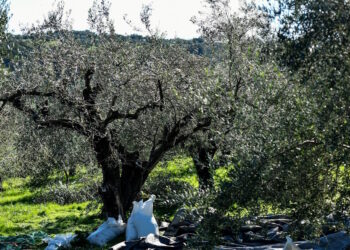 Η ΔΥΠΑ ανοίγει πρόγραμμα κατάρτισης ανέργων στον τομέα Ελιάς και Ελαιοκομίας