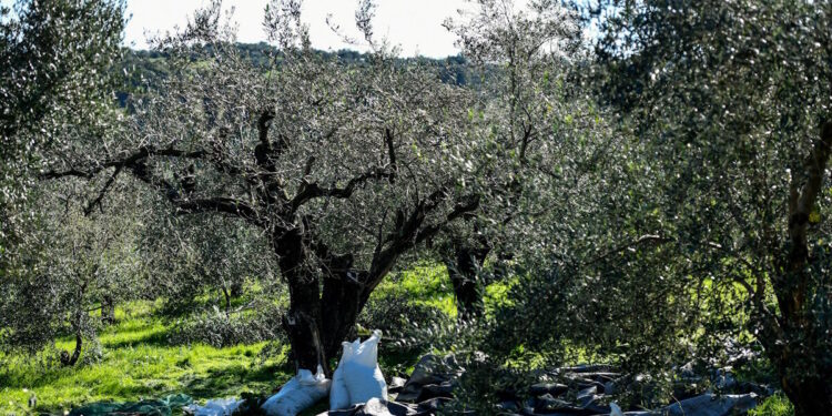 Η ΔΥΠΑ ανοίγει πρόγραμμα κατάρτισης ανέργων στον τομέα Ελιάς και Ελαιοκομίας