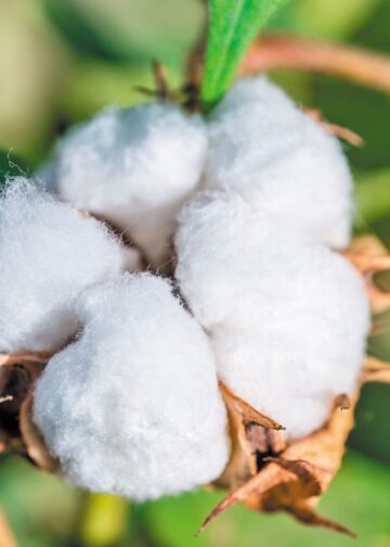 Η Ελλάδα πρωταθλήτρια στο ευρωπαϊκό βαμβάκι