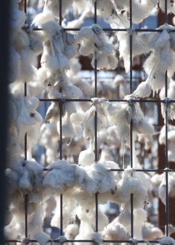 Από τους ελέγχους της ΑΑΔΕ εξαρτάται η έγκαιρη πληρωμή της ειδικής ενίσχυσης βάμβακος