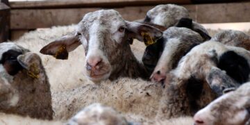 Ρέθυμνο: Δήλωσαν χιλιάδες ανύπαρκτα αιγοπρόβατα για να πάρουν επιδοτήσεις – «Βόσκουν στα βουνά» είπαν στους αστυνομικούς