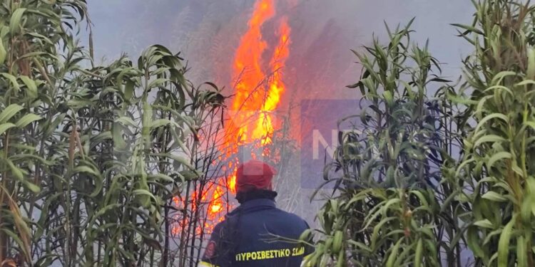 Φωτιά τώρα σε δασική έκταση στην περιοχή Μουρίκη Αχαΐας